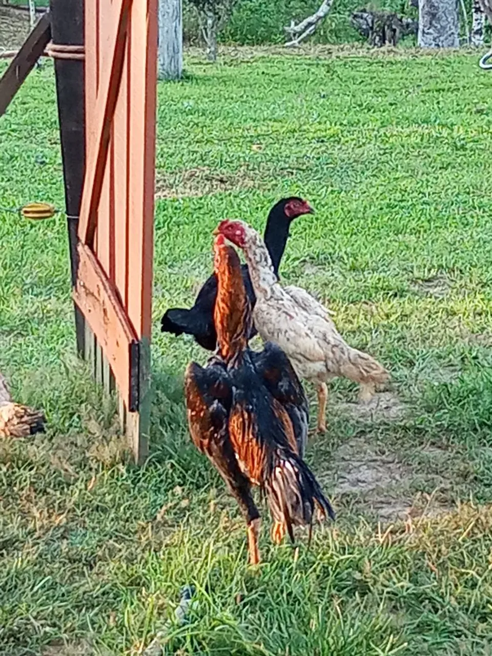 FRANGOS INDIANOS DISPONÍVEIS 