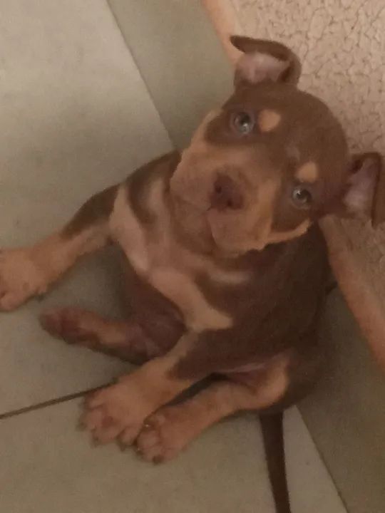 Vendo filhotes de pitmonster  - Foto 3