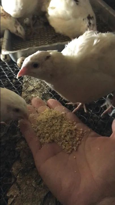 codorna branca - Foto 3