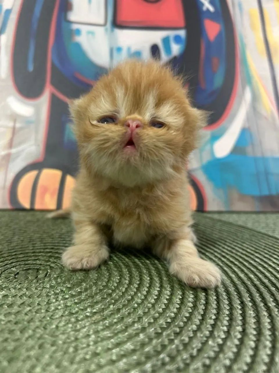 Filhote de Gato Persa  - Foto 2