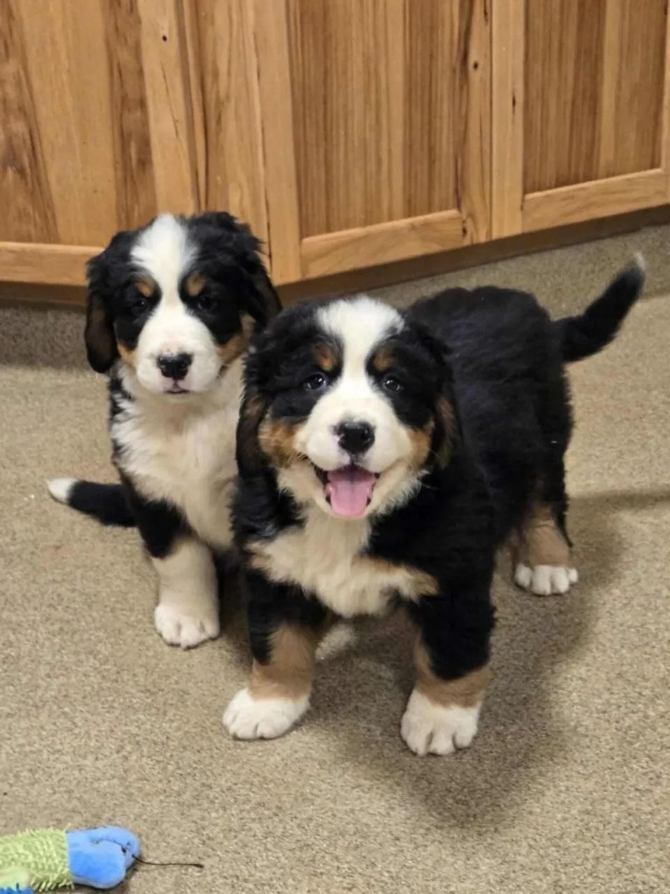Filhotes de Bernese | Carinho que transforma dias