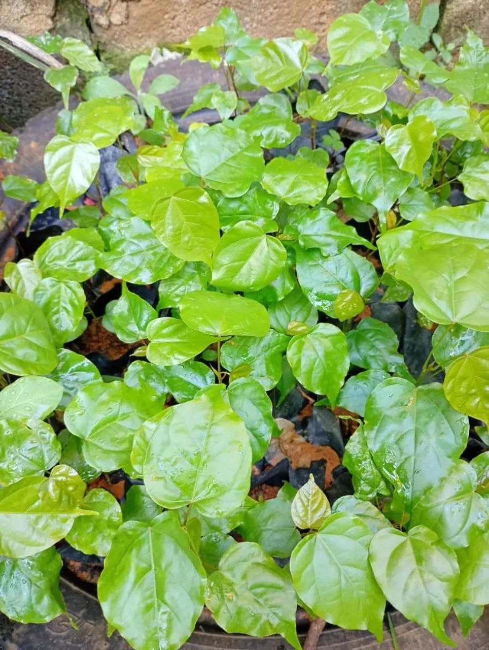 Mudas de colorau vermelho  - Foto 3