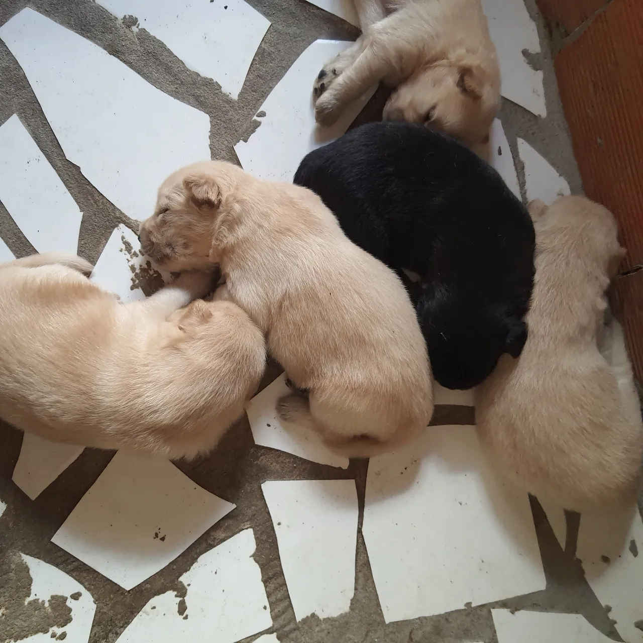 Filhotes de cachorro chow chow