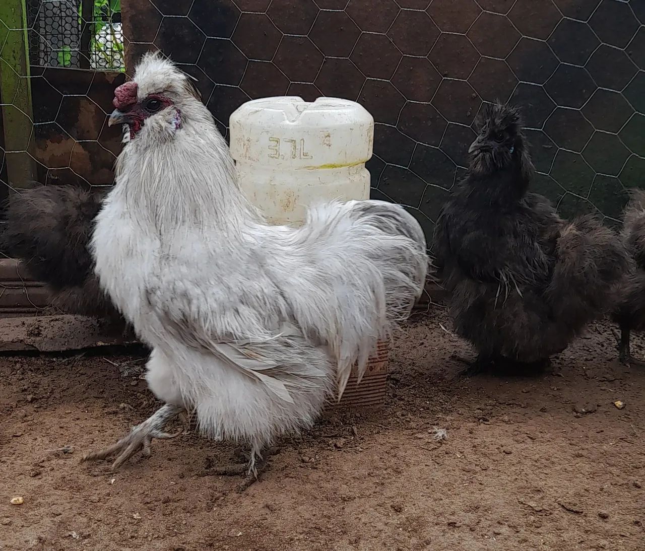 Galinha Sedosa do Japão- Prata e preta - Foto 5
