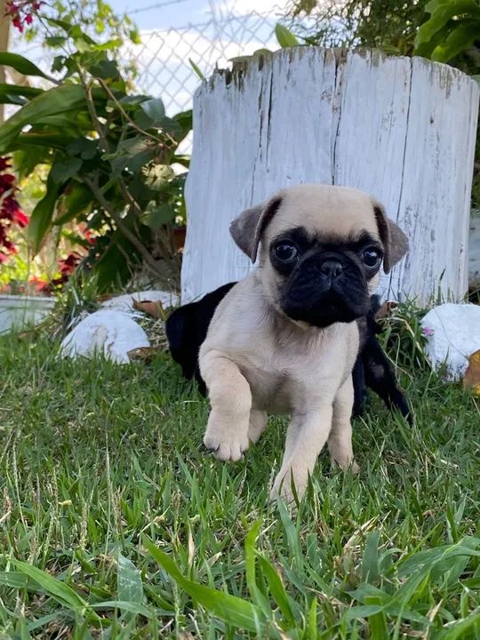 Pug - Foto 3