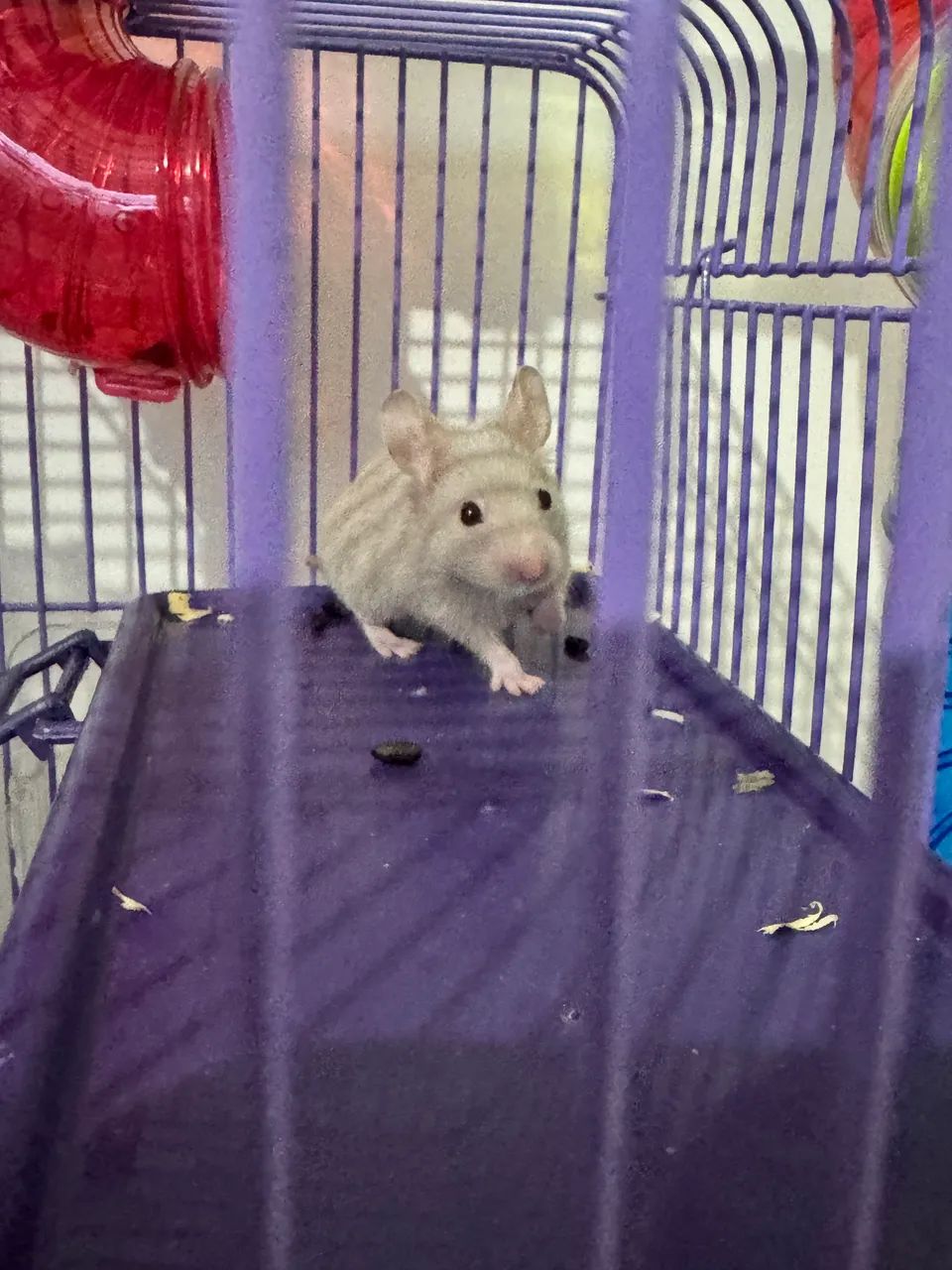 Vendo hamster sírio 