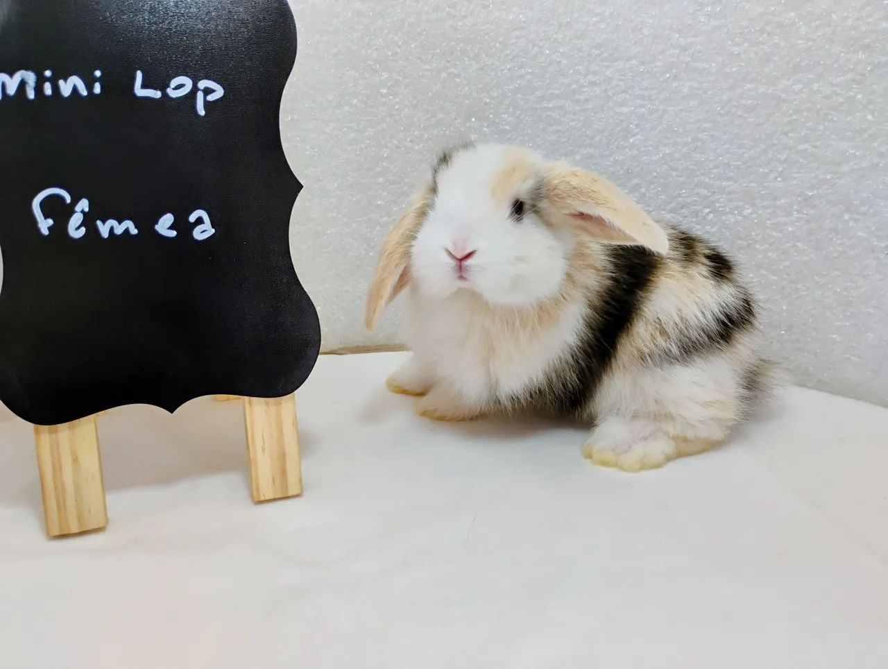 Mini Coelho Mini Lop - Foto 3