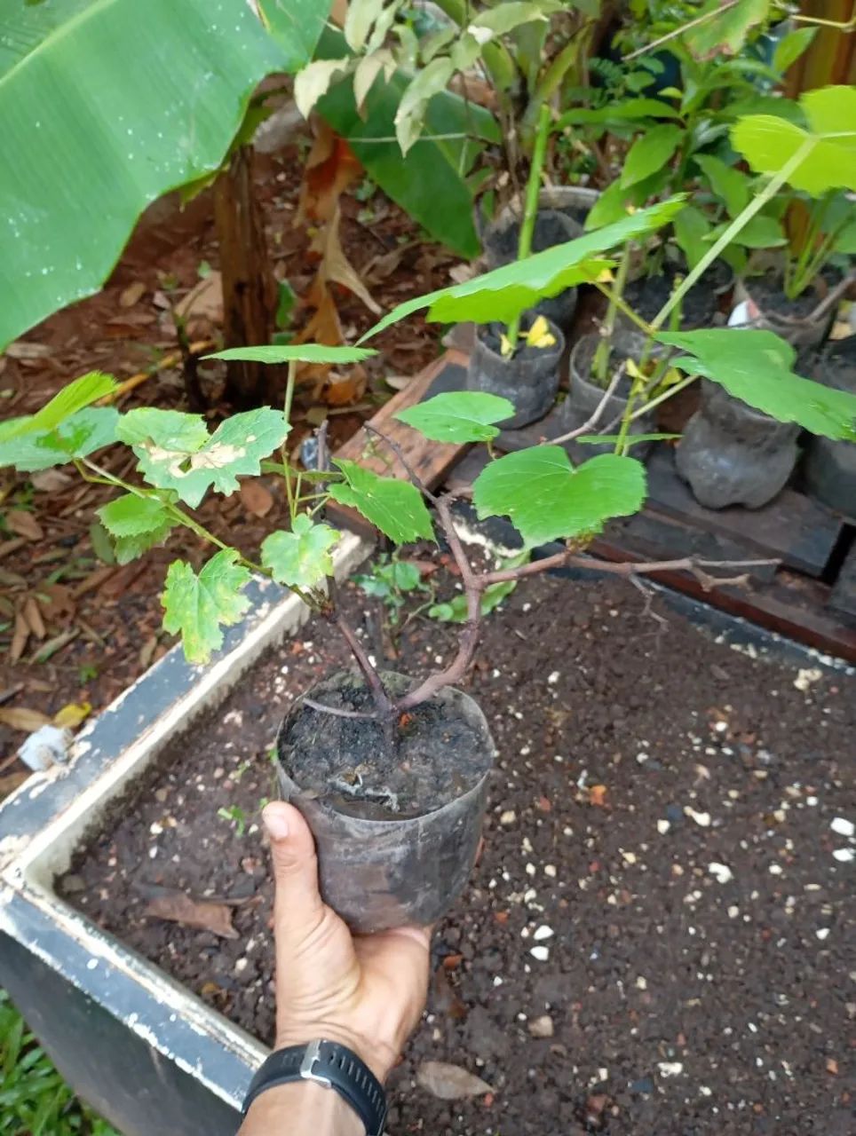 Uva verde mudas - Foto 2