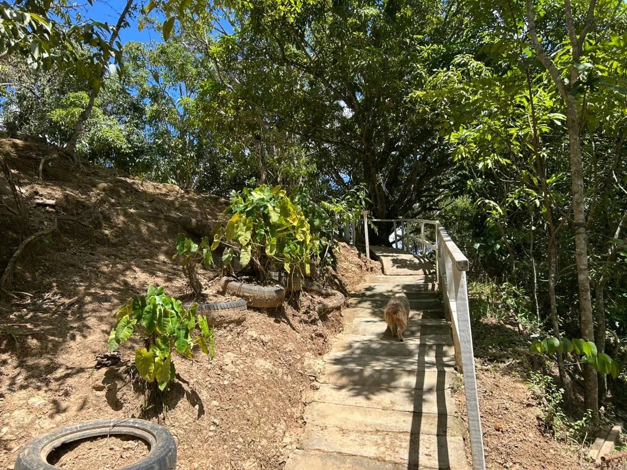 Vendo Excelente Chácara no Gama  - Foto 4
