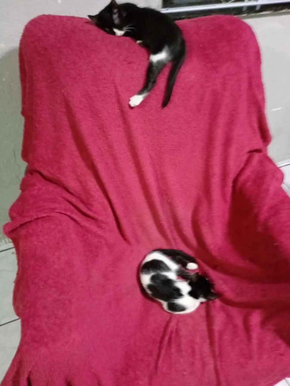 Adote um gato