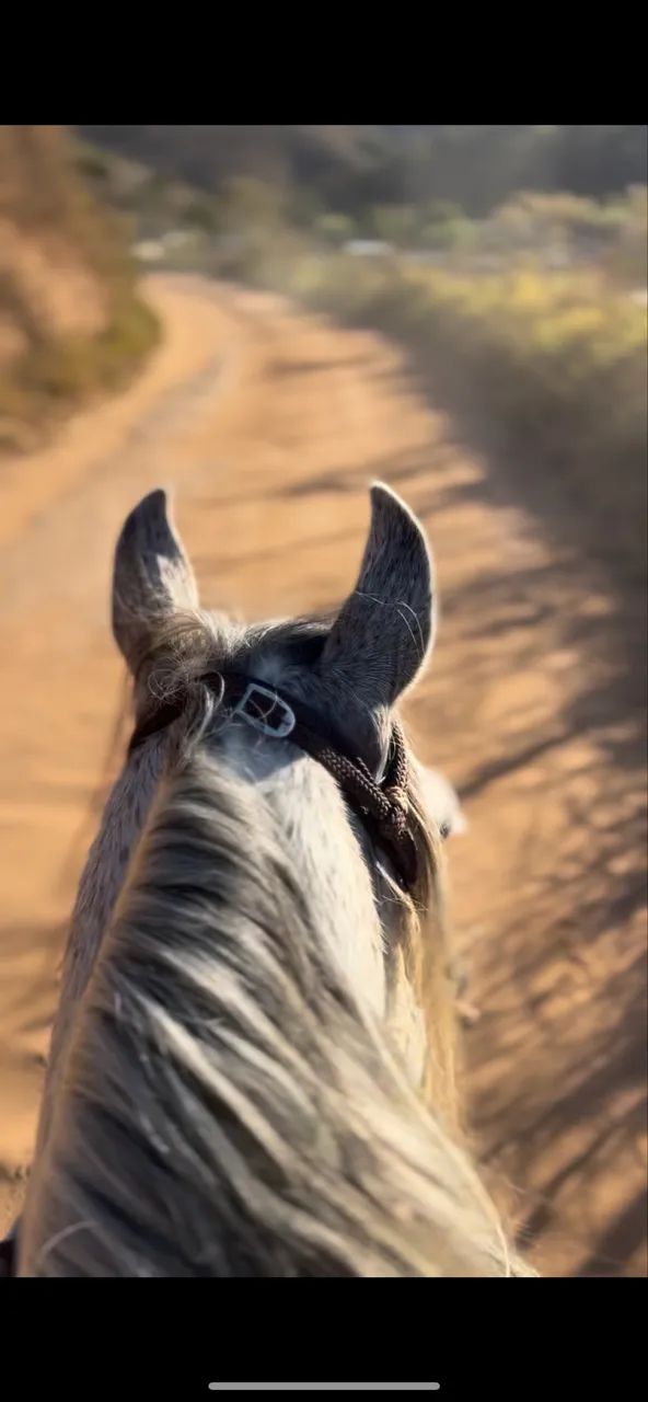 Cavalo mangalarga marchador  - Foto 4