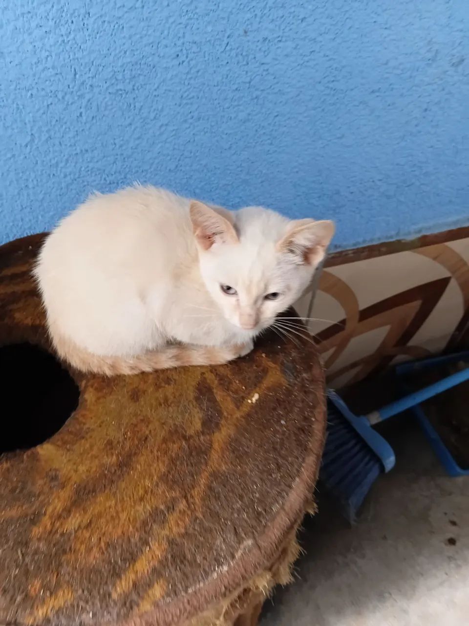 Gatinho - Foto 2