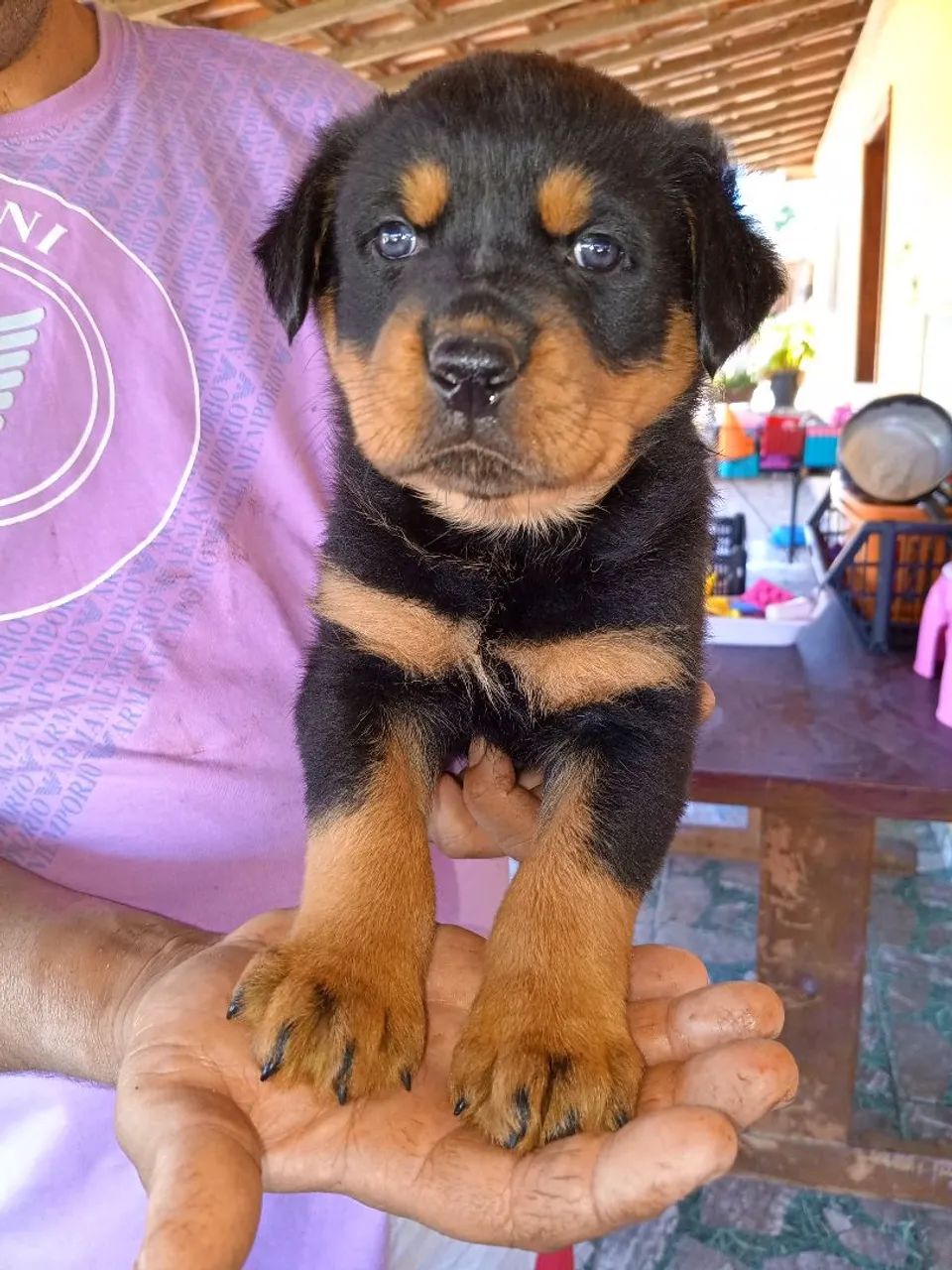 Filhotes de rottweiler 