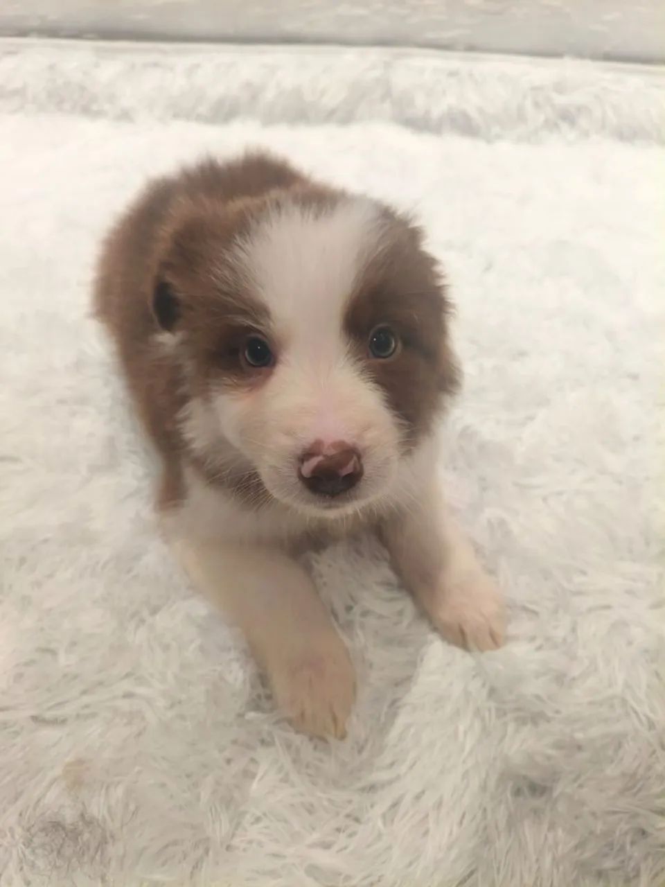 Border Collie Rott FILHOTE DE BORDER COLLIE MACHO - Cachorros - Fanny, Curitiba 1547226153 ...