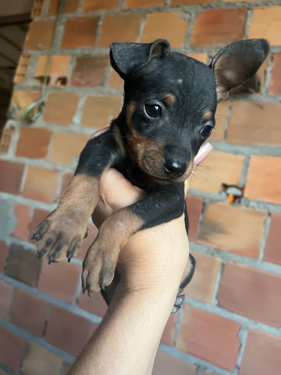 Pinscher 