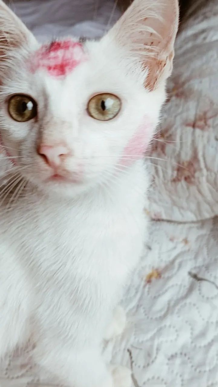 Gata angorá  - Foto 2