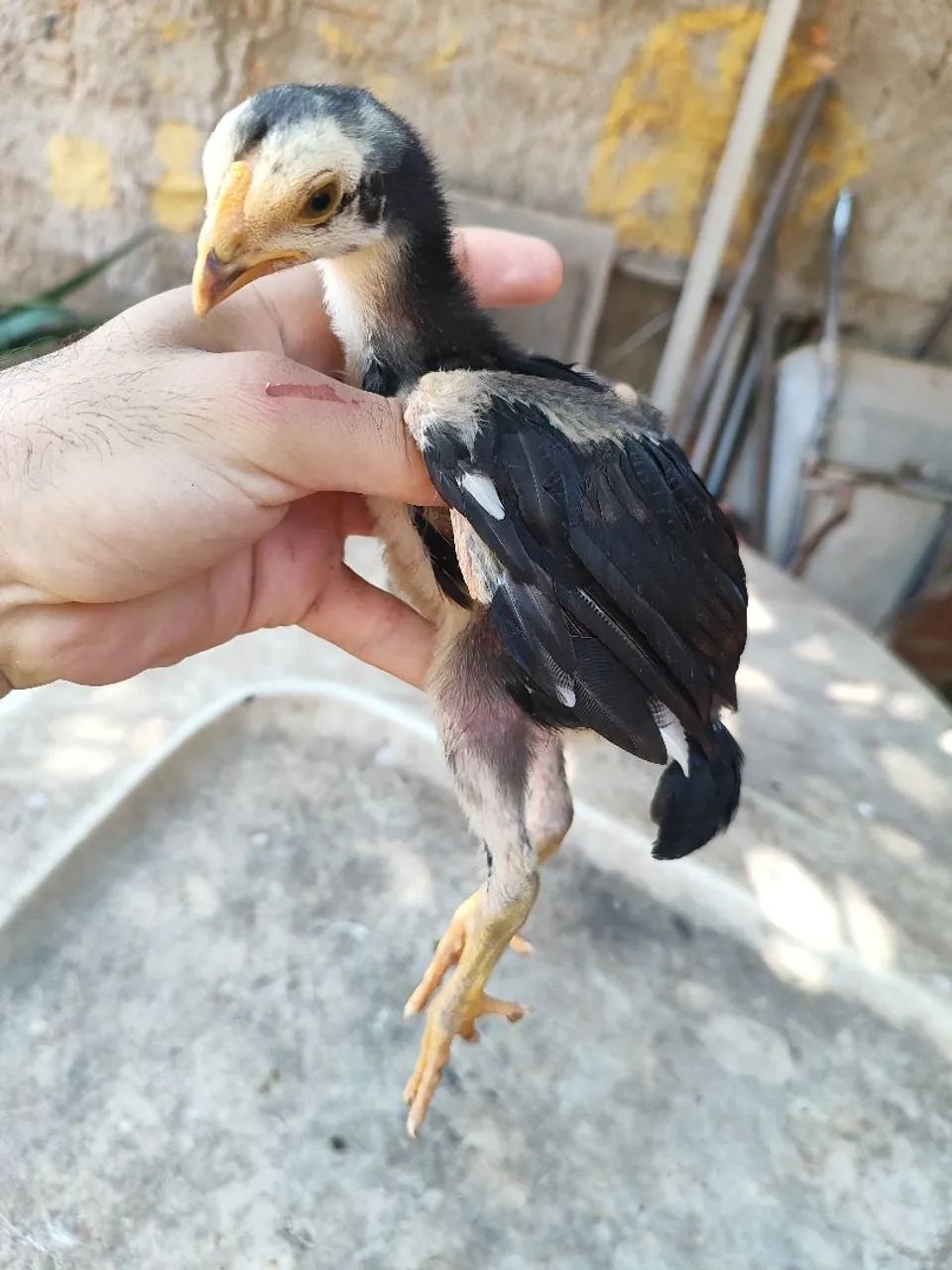 Vendo raça Índio  - Foto 2