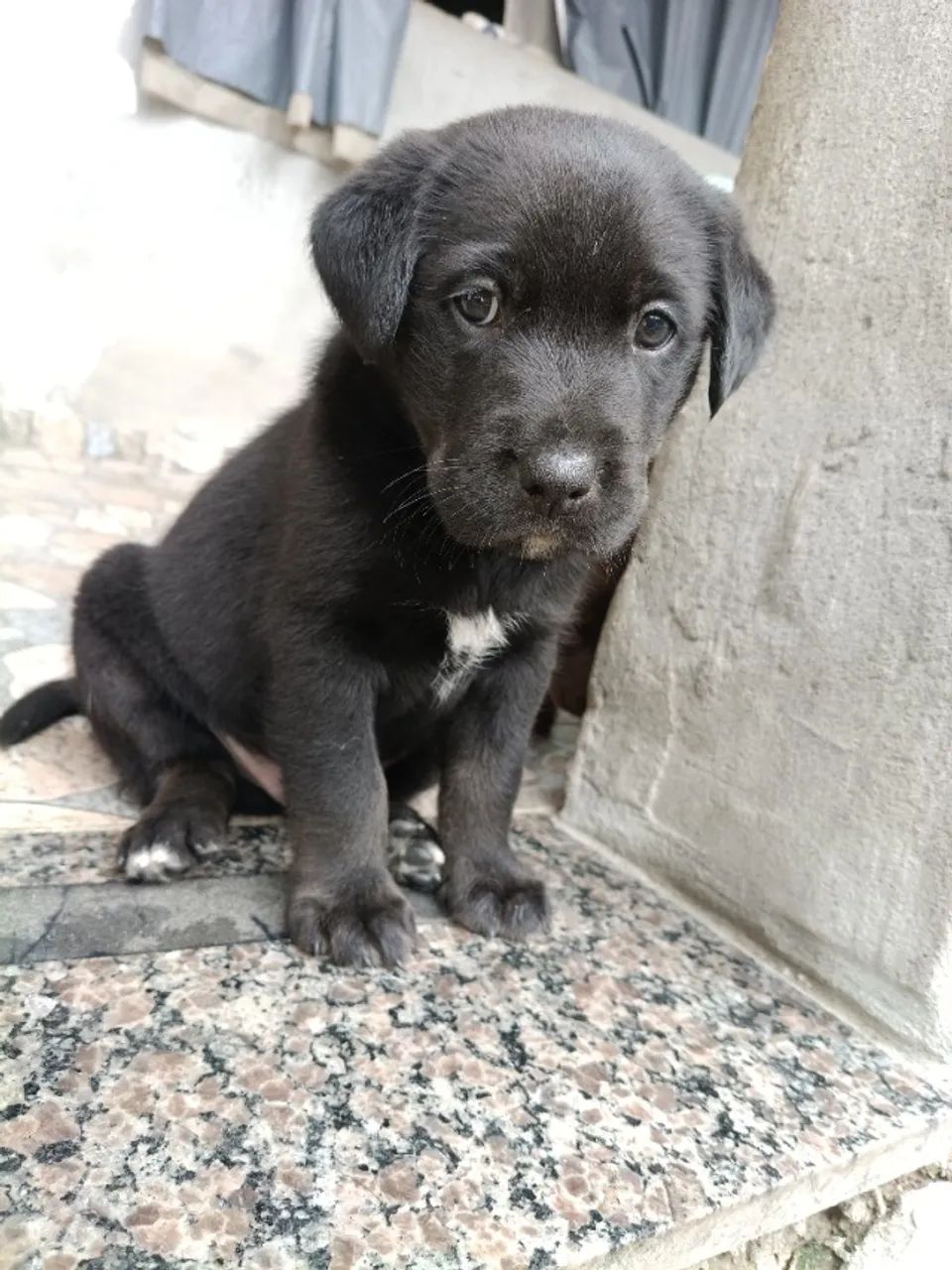 Filhotes de Labrador com Rottweiler  - Foto 3