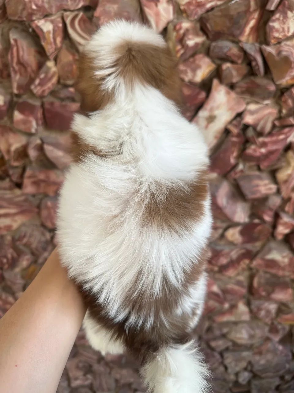Filhotes de shihtzu  - Foto 3