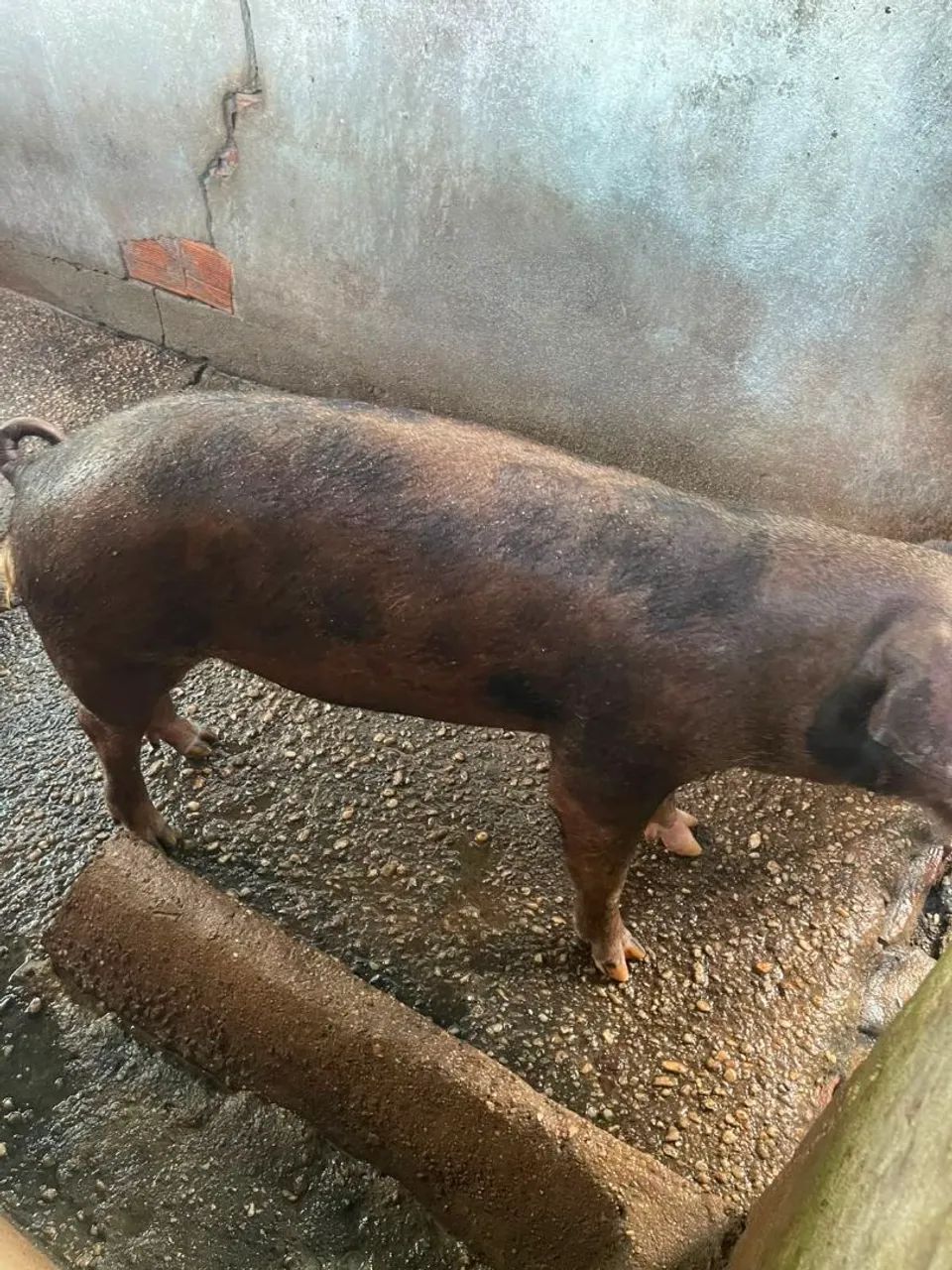 Porco capado.