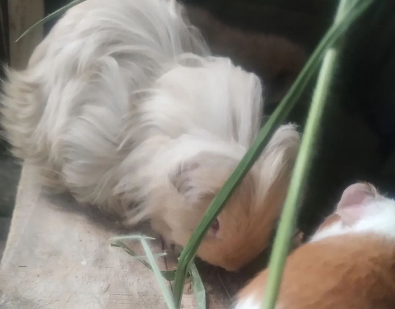 Porquinho da Índia pelo longo 