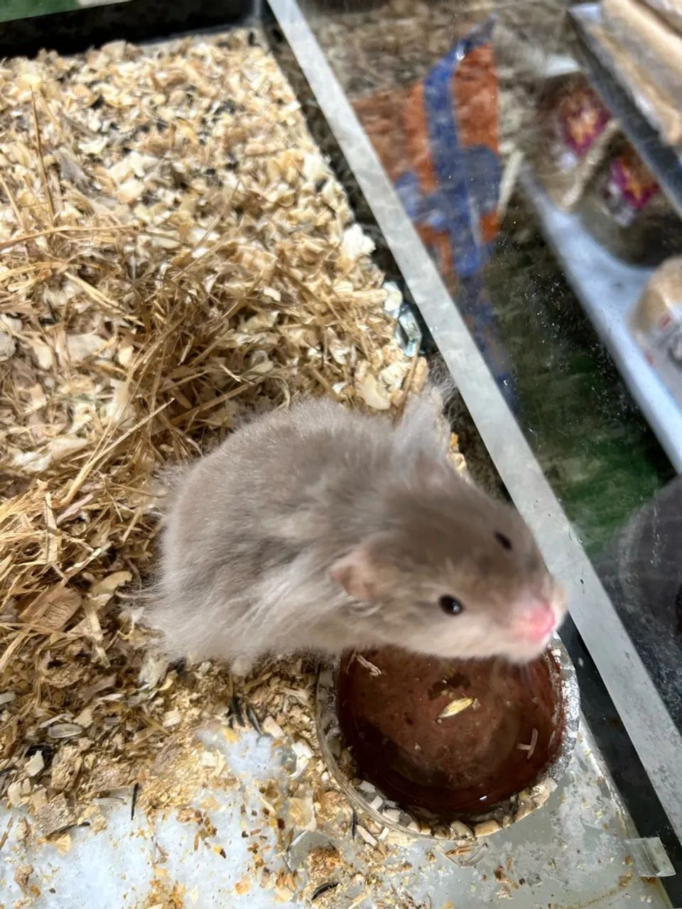 Hamster angora - Foto 3