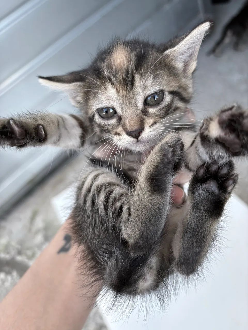 Gatos para adoção  - Foto 3