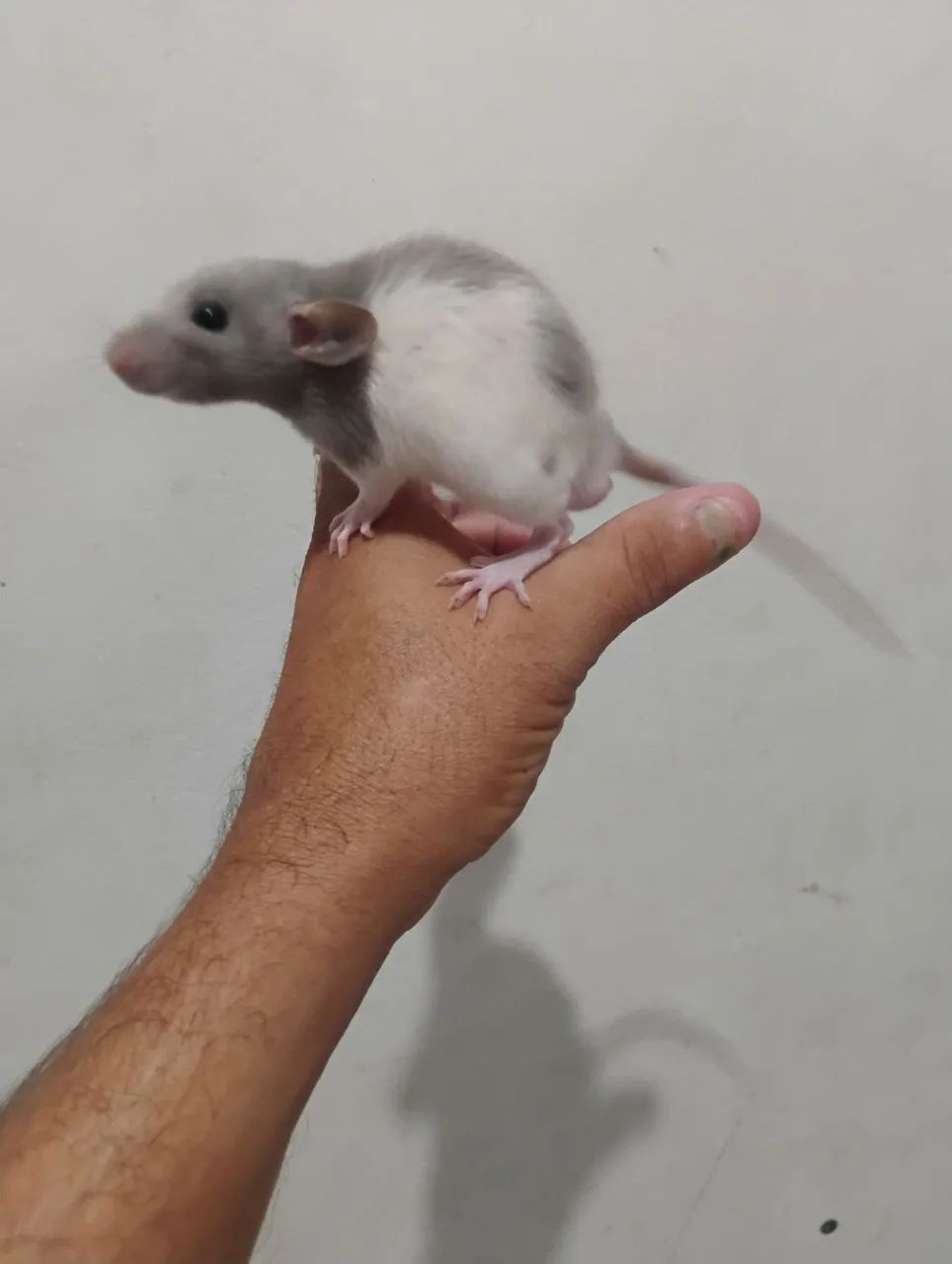 Lindos mercol Twister 50 reais cada  - Foto 2