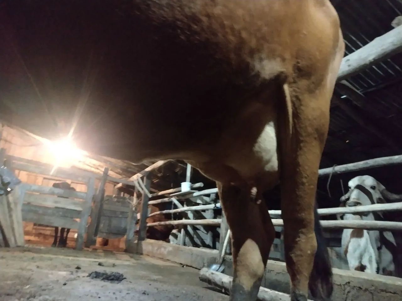 Vaca - Foto 5
