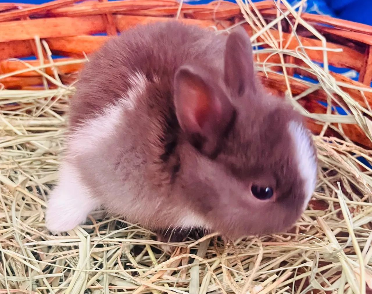 Mini Coelho - Foto 2