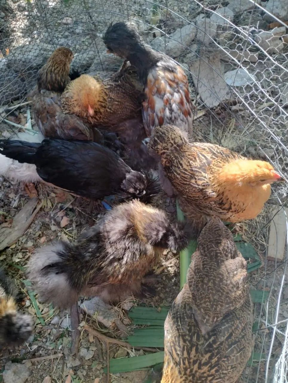 Galinhas de raça  - Foto 2