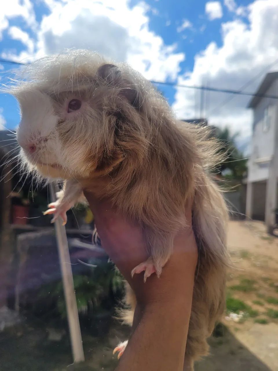 Porquinho da india 