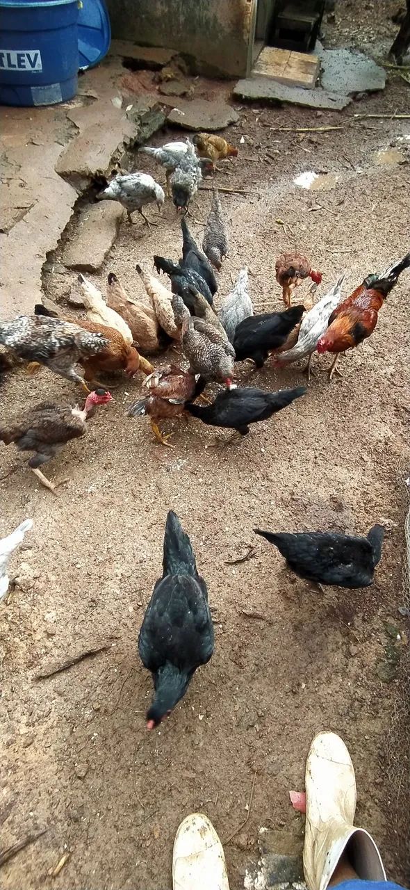 Frangos e Galo caipira