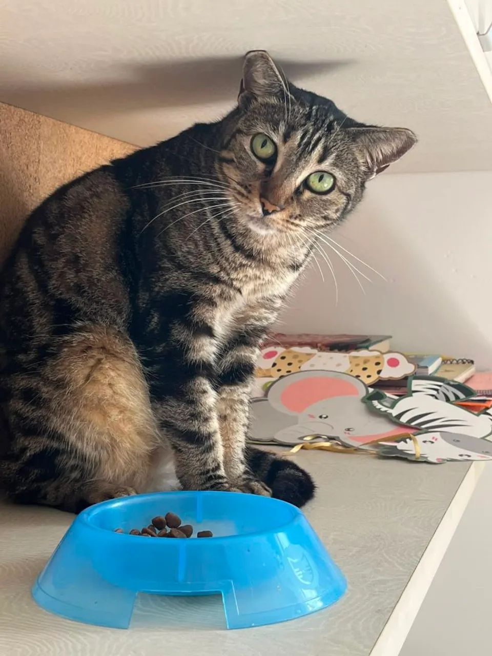 Gata Tigrada com pelagem única par Adoção Responsável  - Foto 3