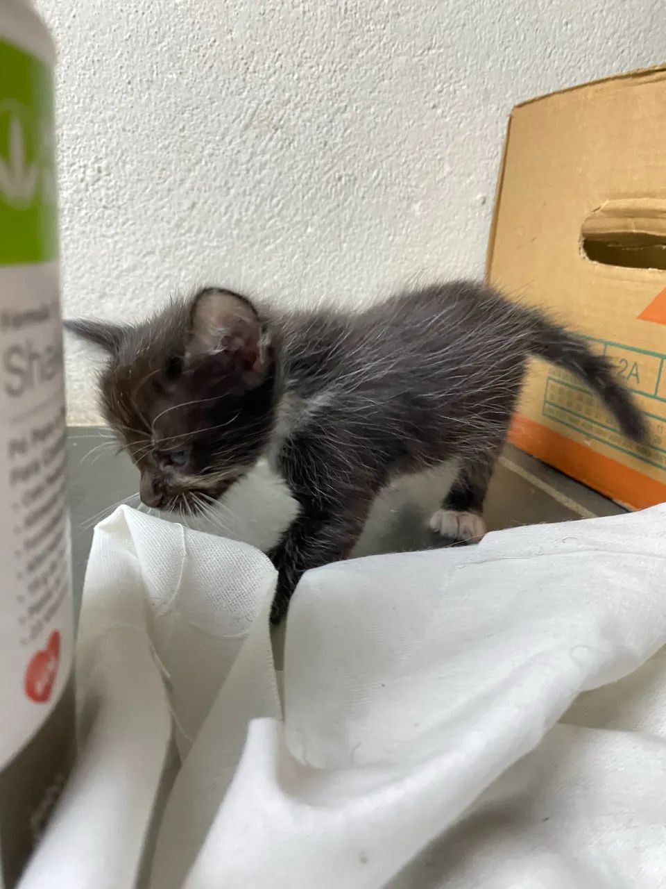 DOA-SE GATOS COM URGÊNCIA  - Foto 2