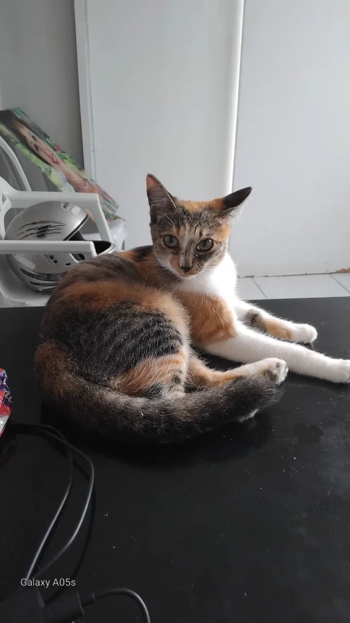 Doacao de gato 