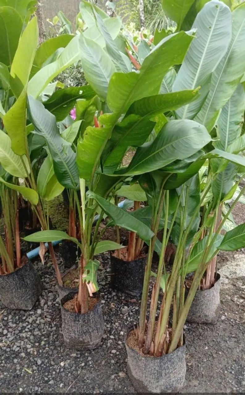 ? Parceria para Fornecimento de Plantas Ornamentais<br> - Foto 2