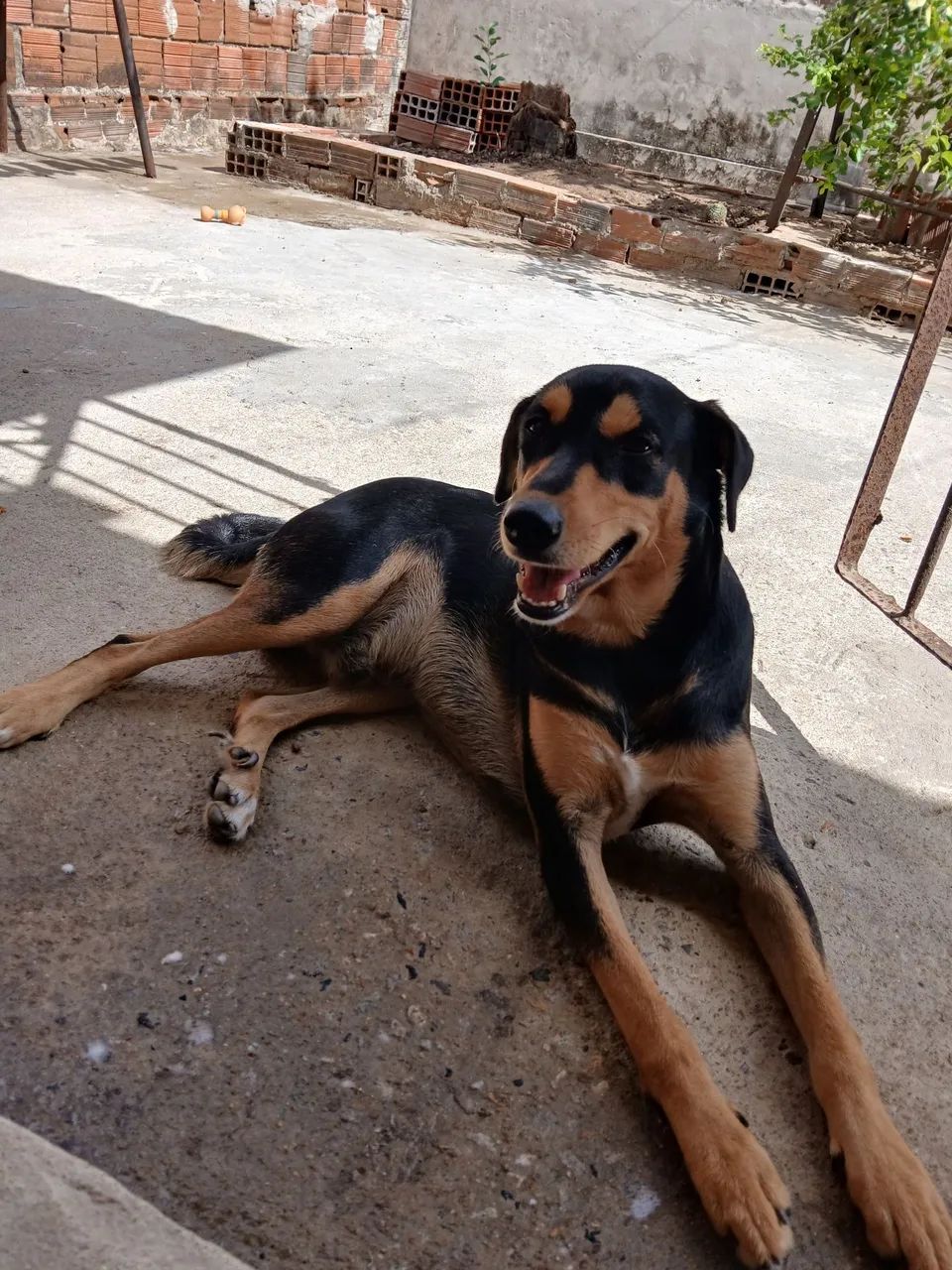 Doando um cachorro  - Foto 3