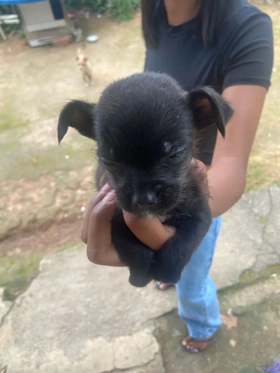 Cachorro - Foto 2