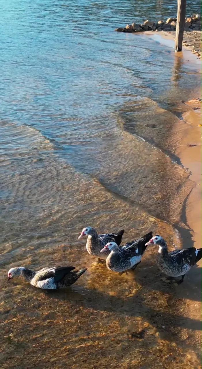 Chácara beira-lago com 6.000 m² a 24 km de Palmas - Foto 4