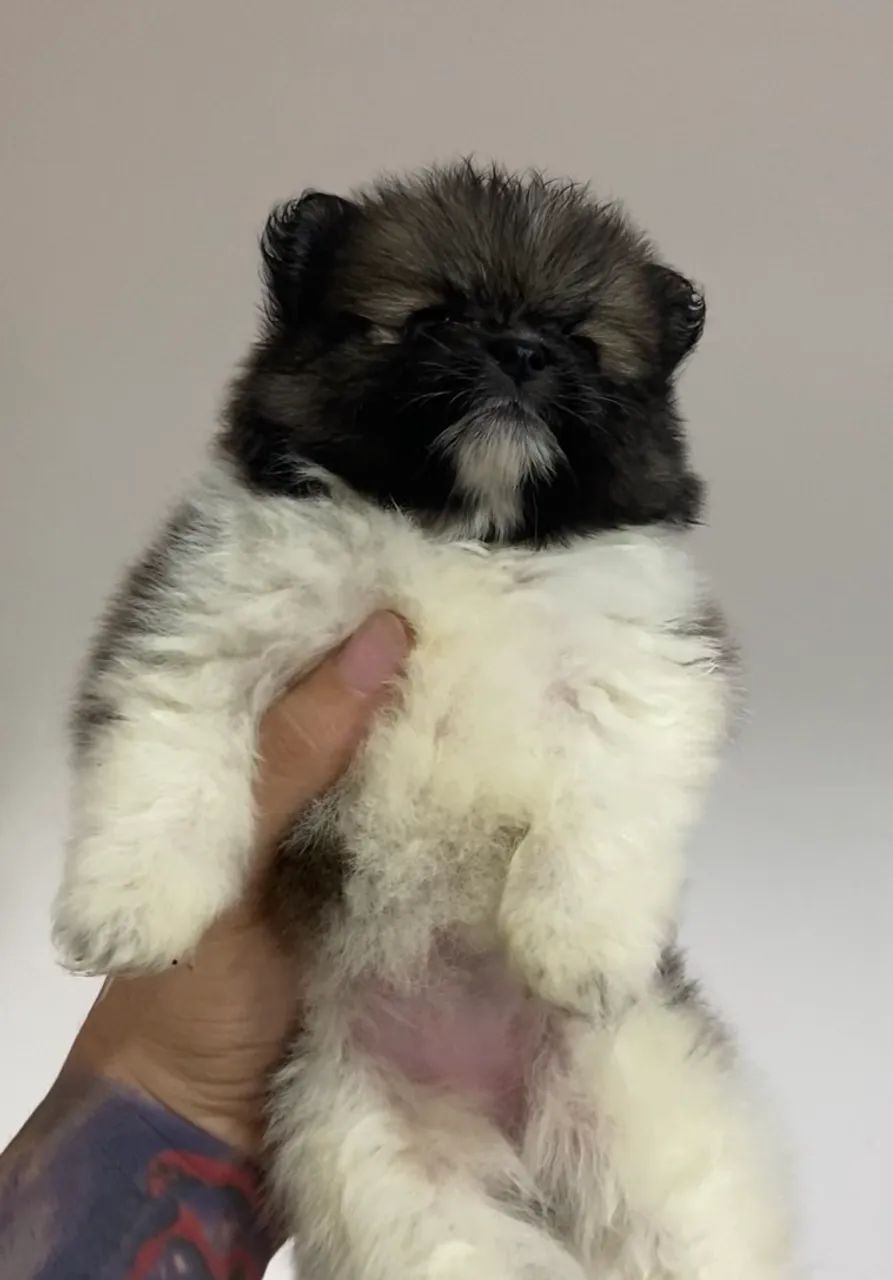 Spitz alemão (lulu)