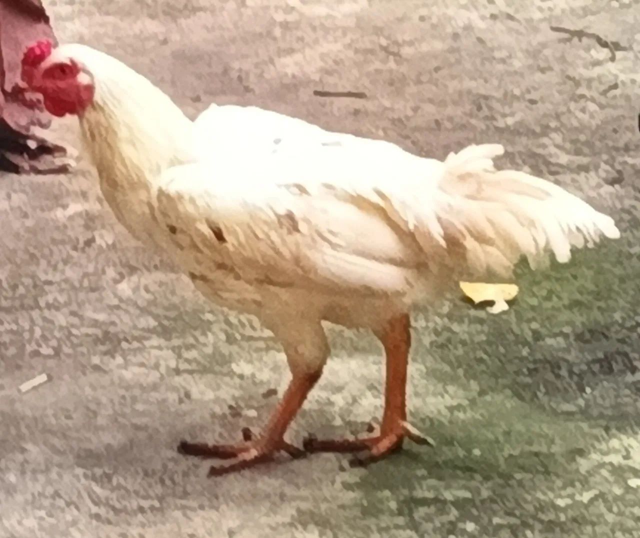 FRANGO ÍNDIO G - Foto 4