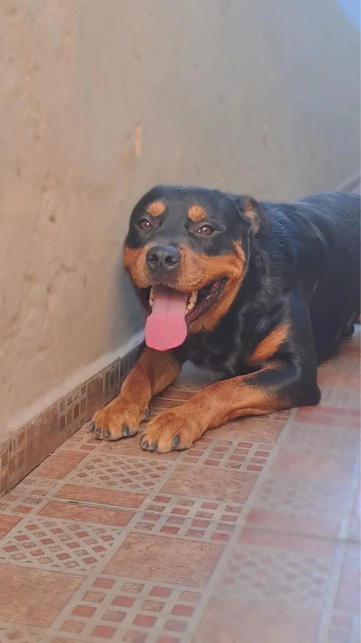 ROTTWEILER MACHO CRUZAR - Foto 2