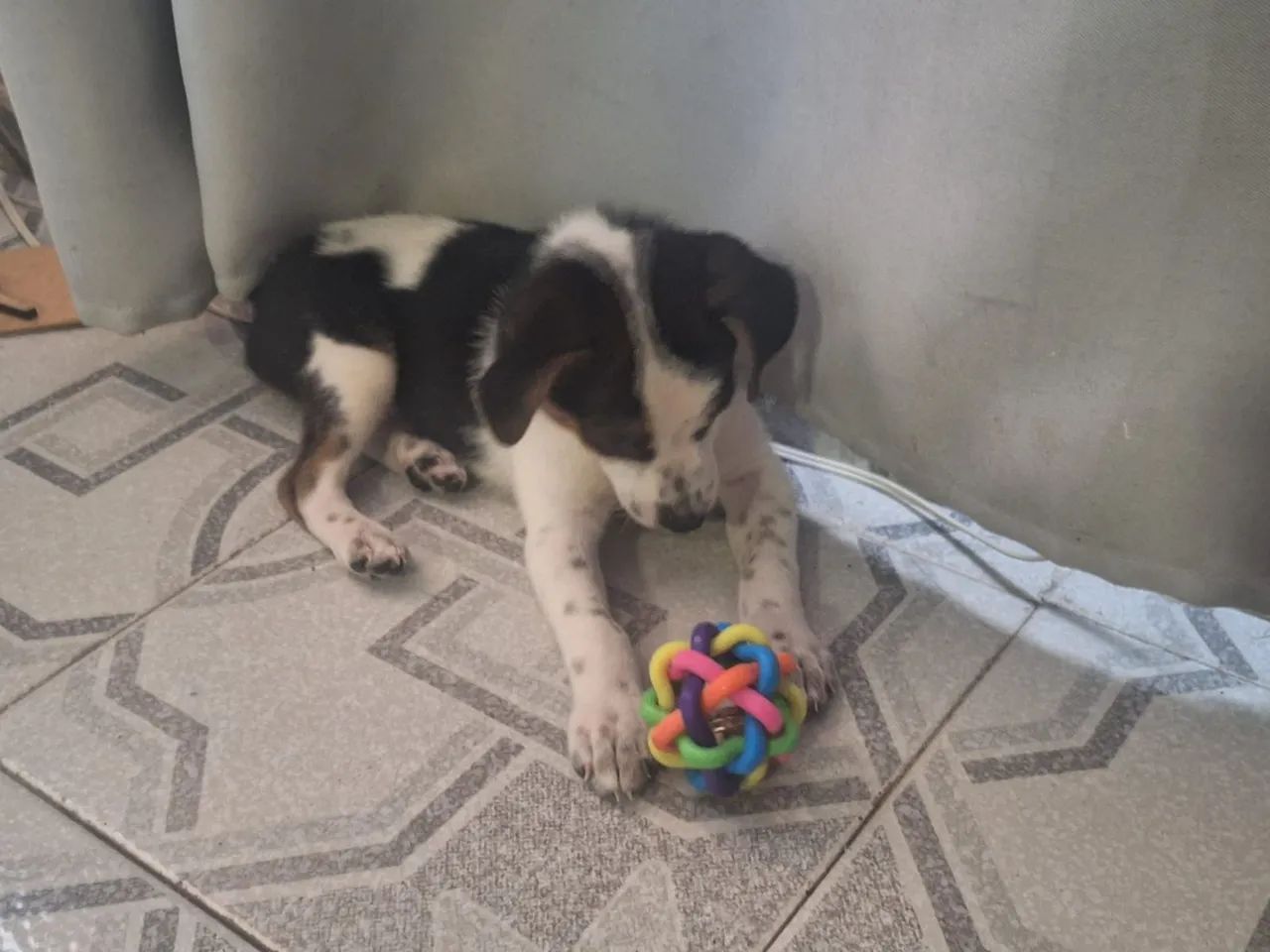 Adoção  responsável  - Foto 4