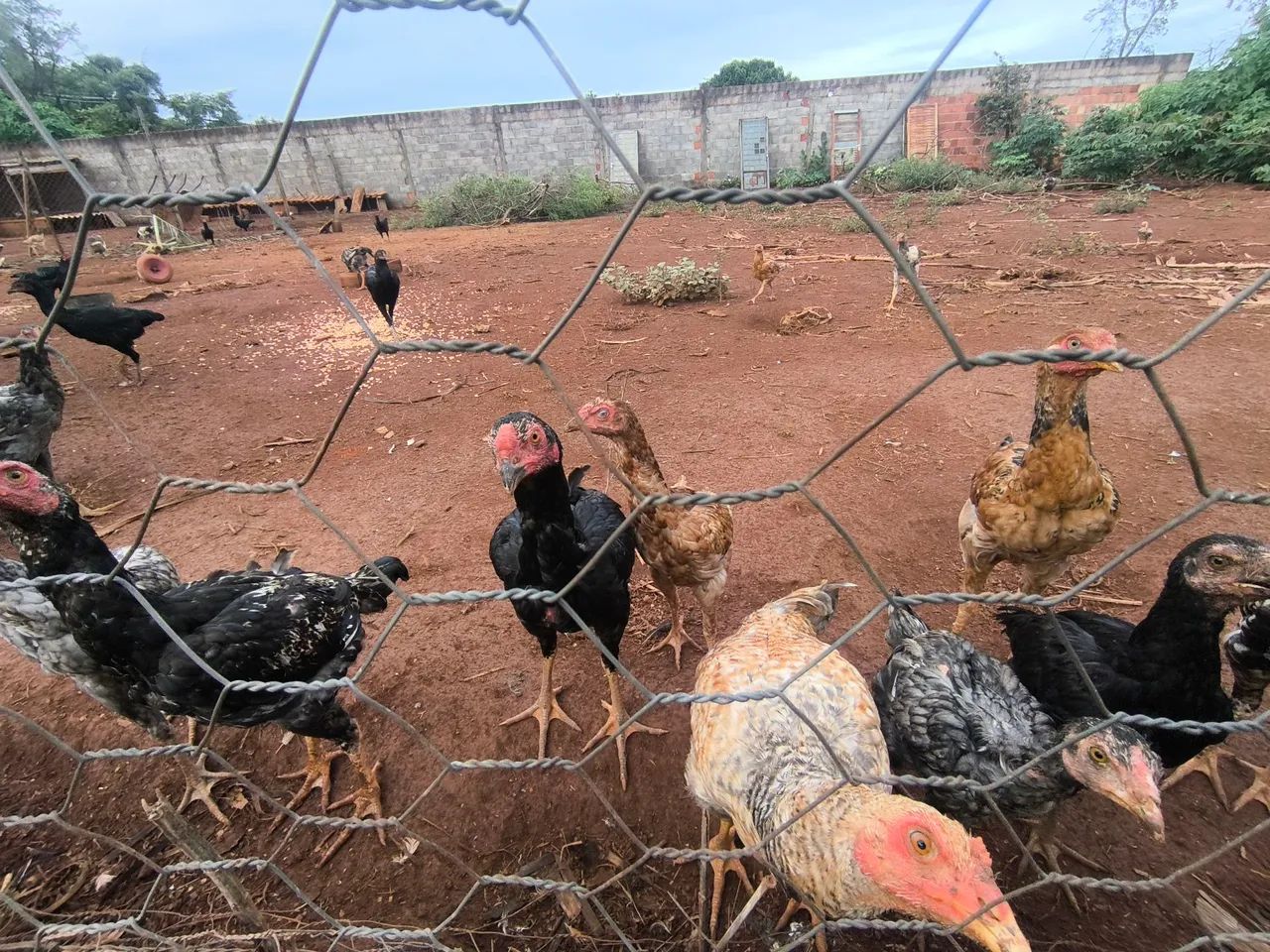 Galinhas, frangos, perus e Pintos médio e novos  - Foto 4