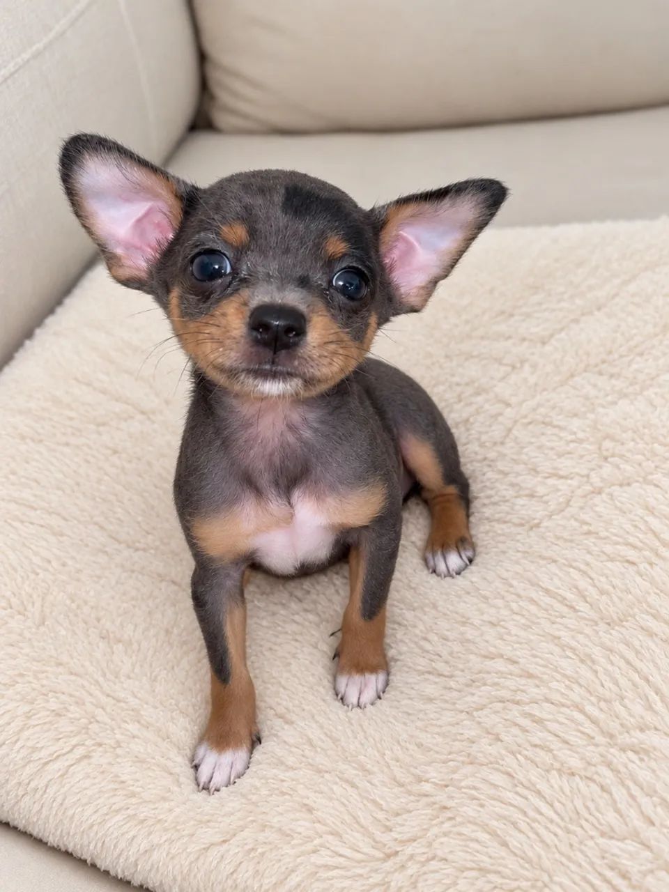 Pinscher macho exótico 