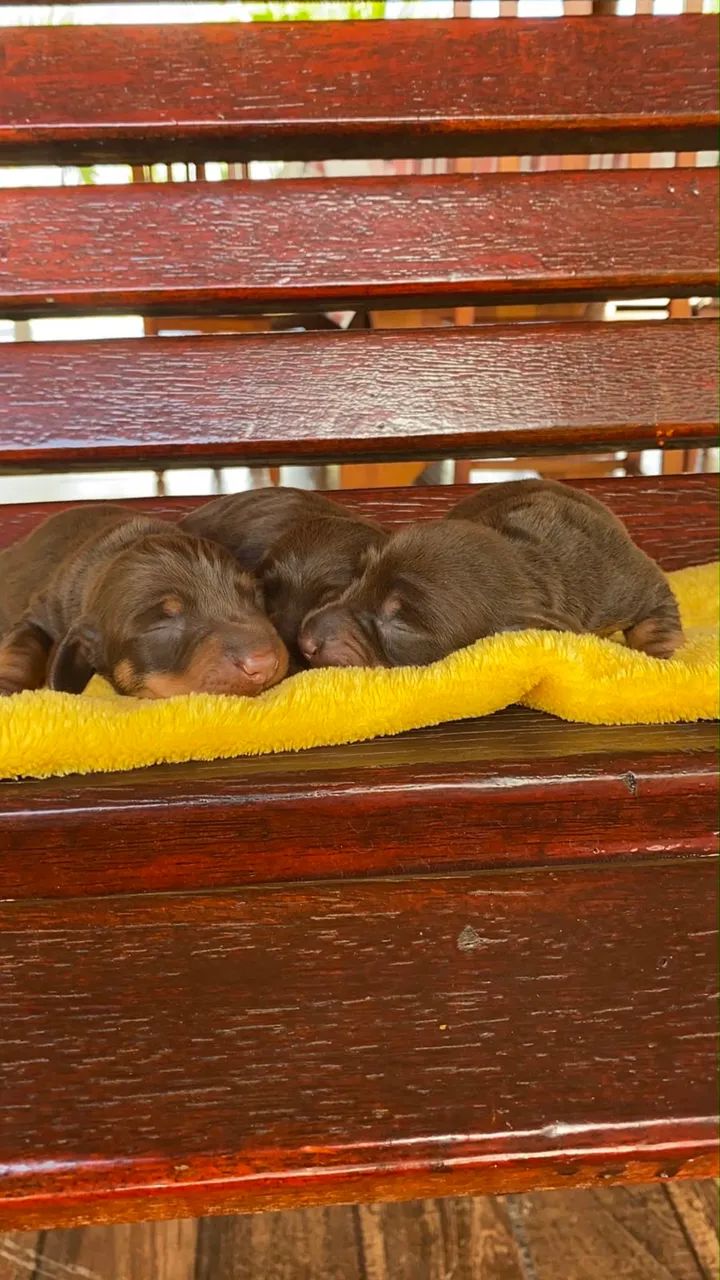 BassetDachshund  - Foto 5