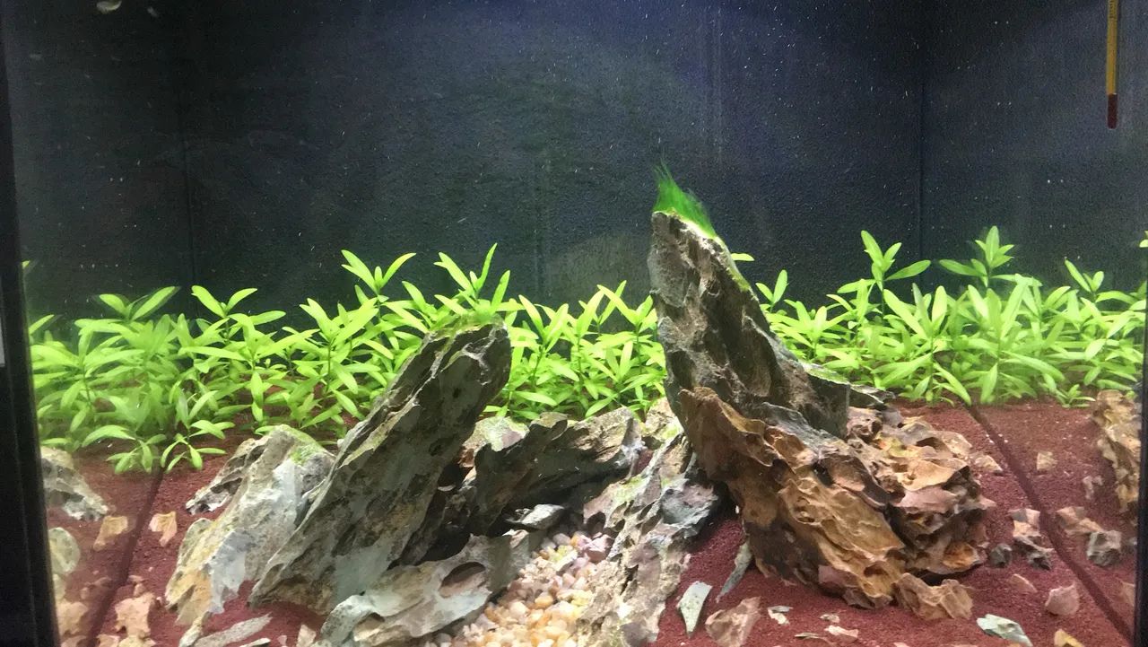 Aquário 100L