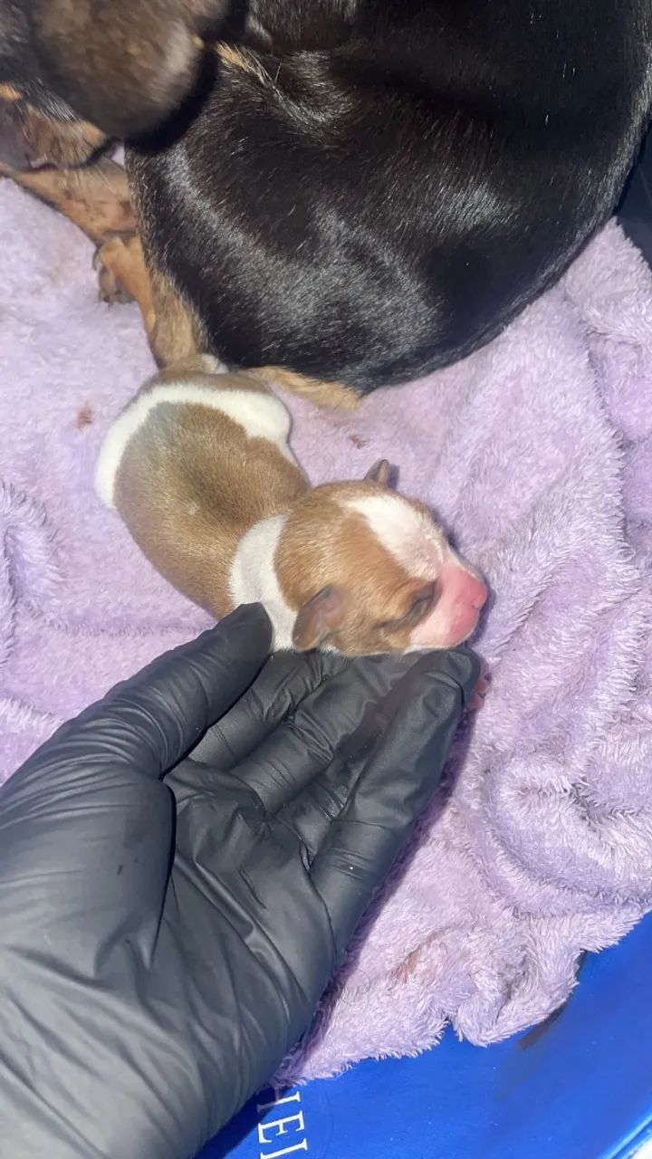    Filhotes Pinscher zero  - Foto 2