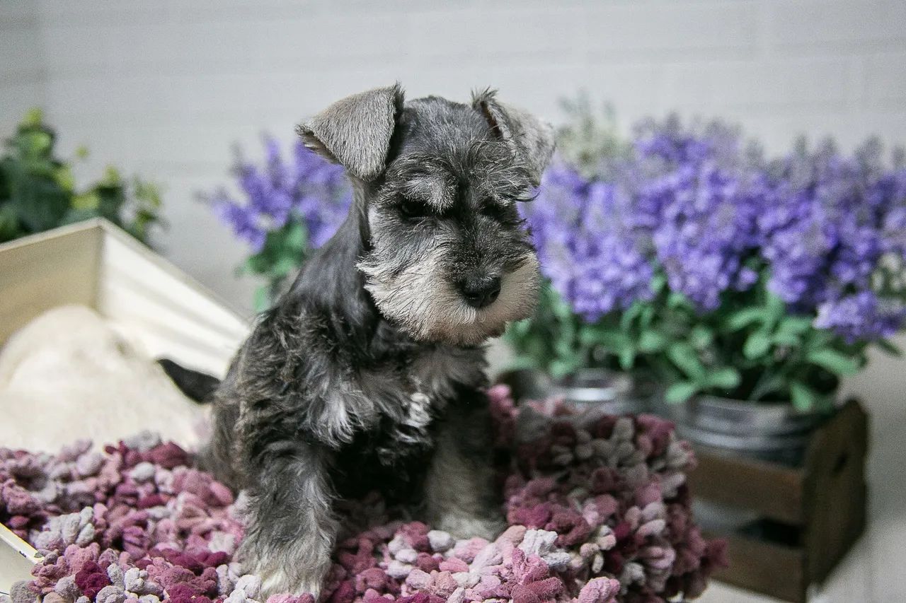 Schnauzer miniatura 